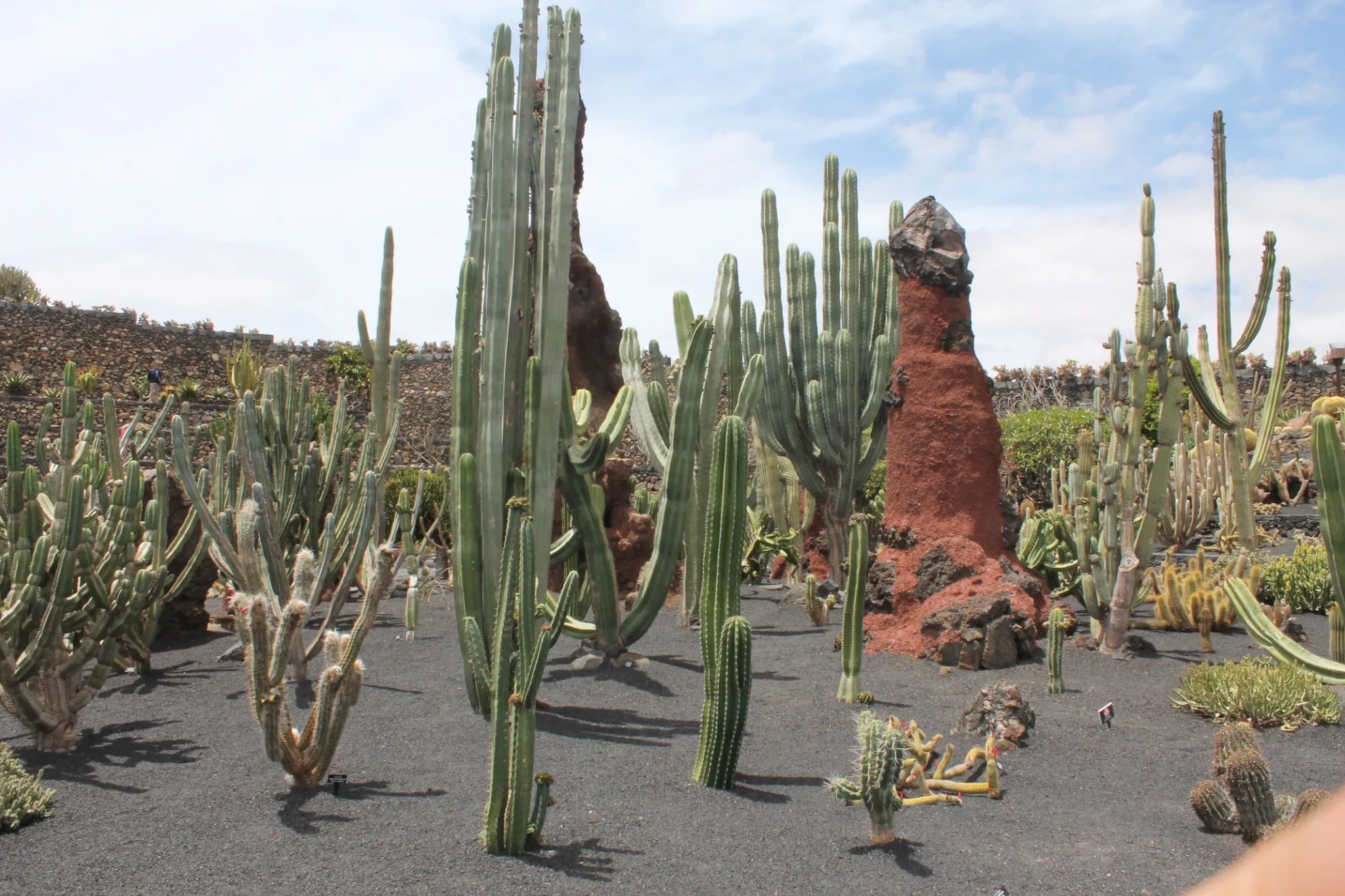 Cactus columnares en Lanzarote