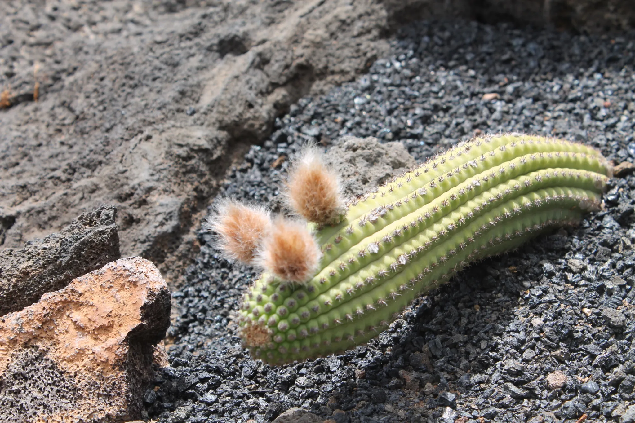 Detalle curioso de cactus