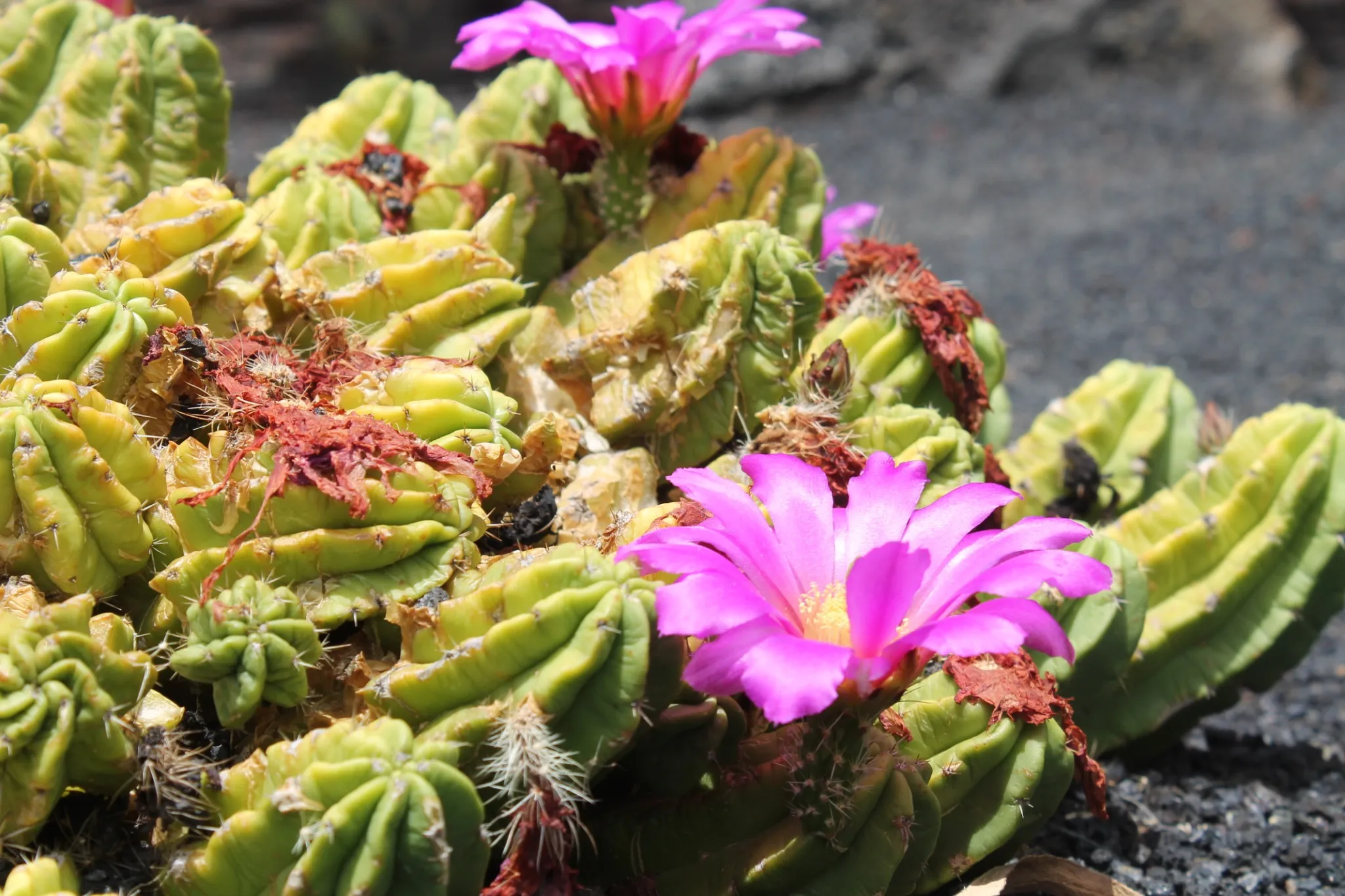 Cactus en floración en Lanzarote