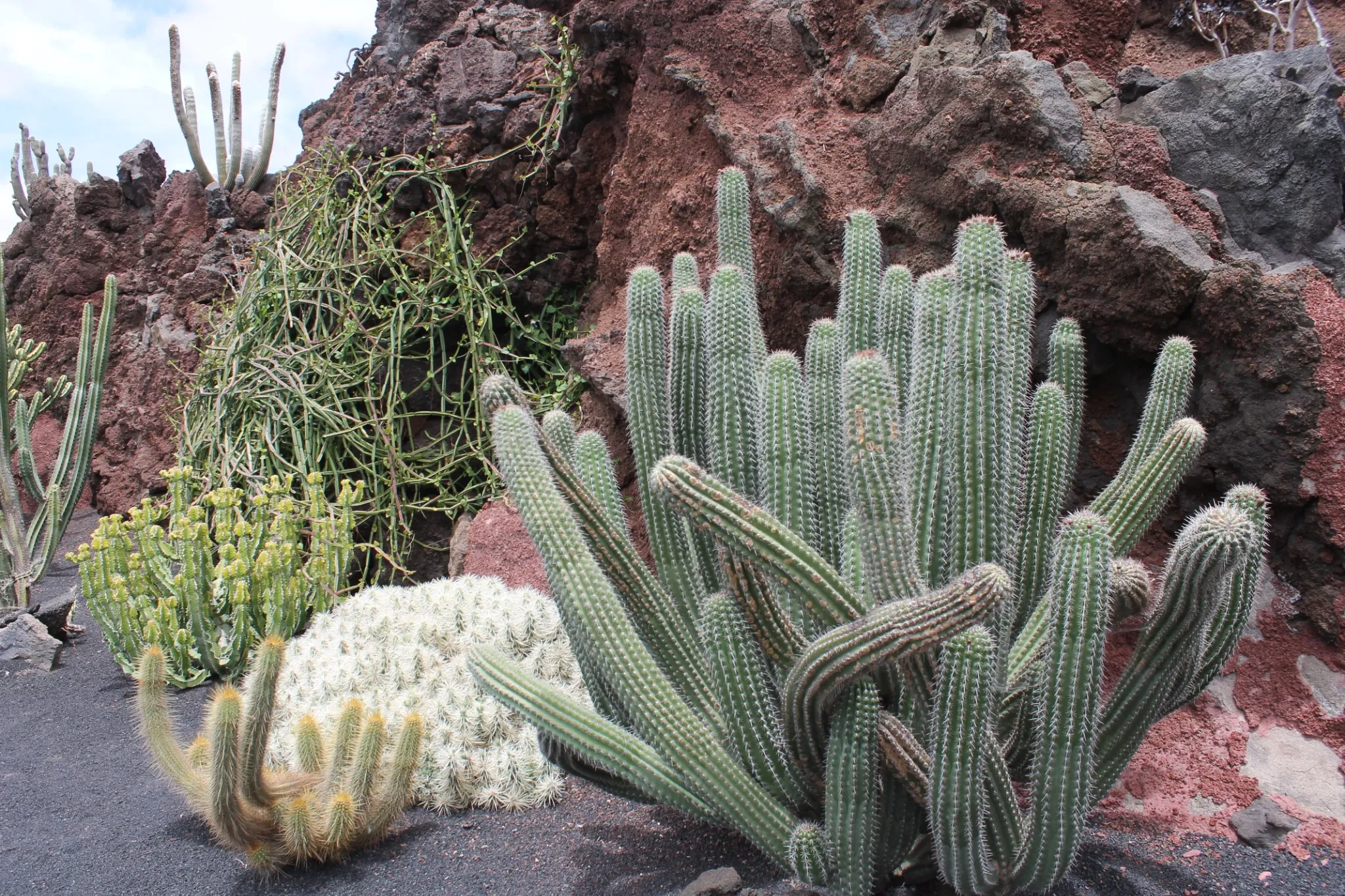 Cactus variedades en Lanzarote