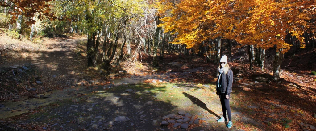 Hayedo de Tejera Negra en otoño con una caminante entre hojas doradas